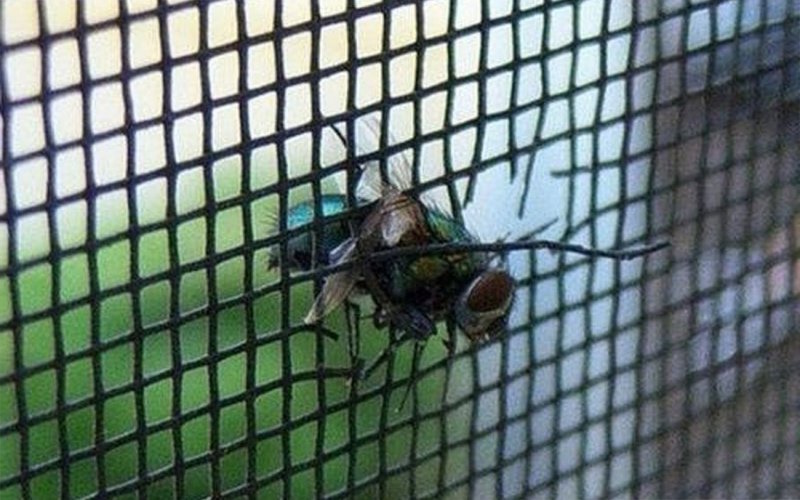 Слухи ужасные, сетки от насекомых. Москва,Московская область